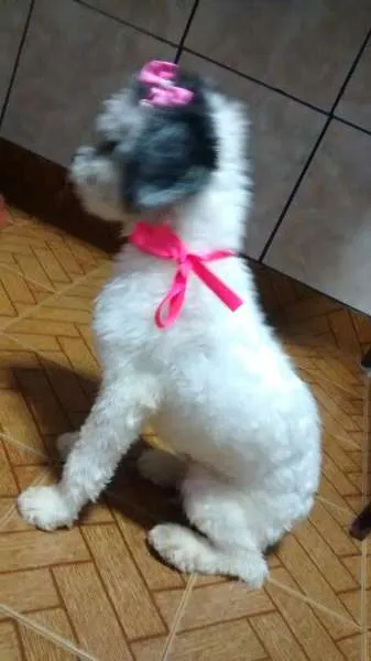 Cachorro ra a Poodle idade 7 a 11 meses nome victoria