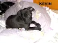Kevin 