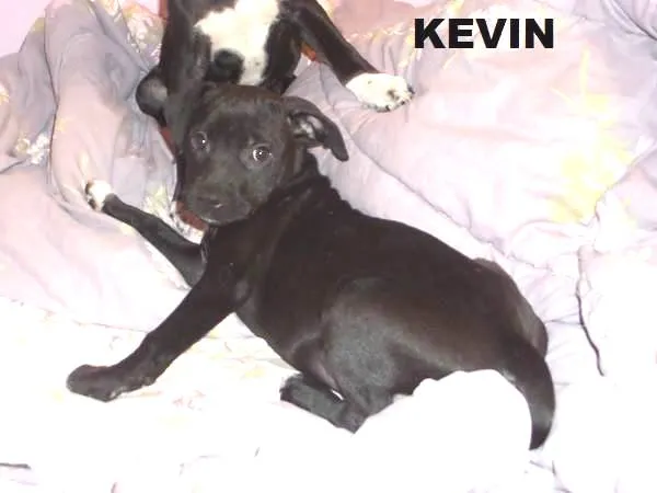 Cachorro ra a SRD idade 2 a 6 meses nome Kevin 