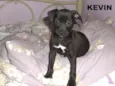 Kevin 