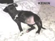 Kevin 
