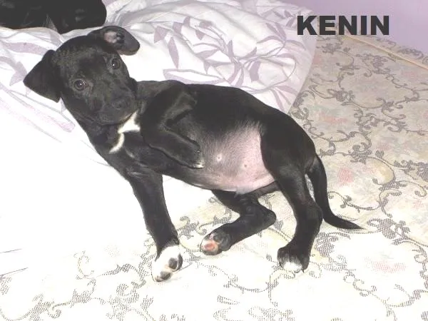 Cachorro ra a SRD idade 2 a 6 meses nome Kevin 