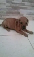 filhotes