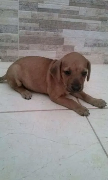 Cachorro raça vira lata idade 2 a 6 meses nome filhotes