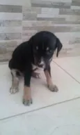 filhotes