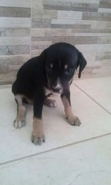 Cachorro raça vira lata idade 2 a 6 meses nome filhotes
