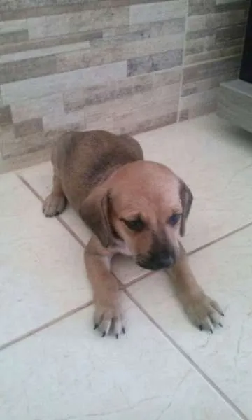 Cachorro raça vira lata idade 2 a 6 meses nome filhotes