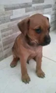 filhotes