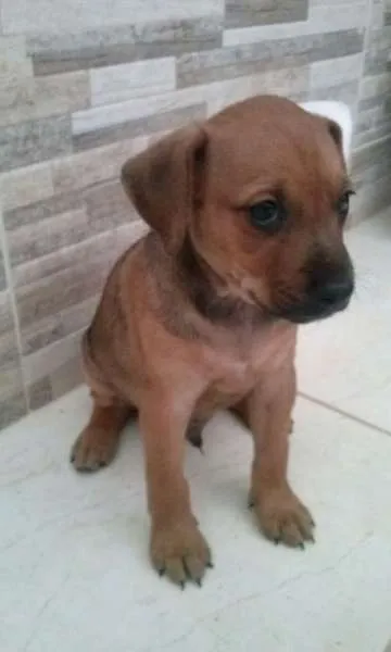 Cachorro raça vira lata idade 2 a 6 meses nome filhotes