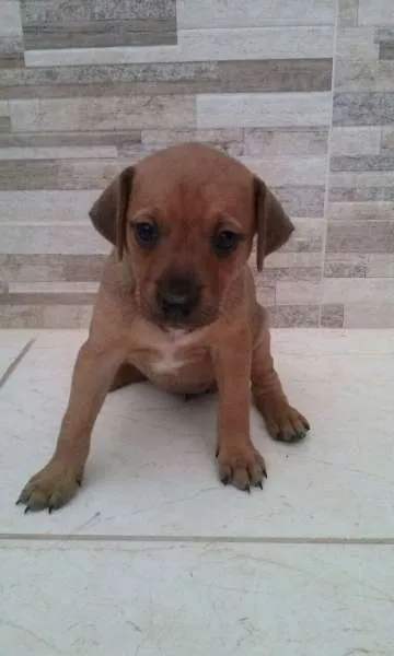 Cachorro raça vira lata idade 2 a 6 meses nome filhotes