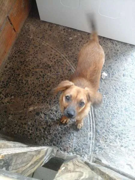 Cachorro raça  idade 7 a 11 meses nome mel 