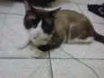Guri
