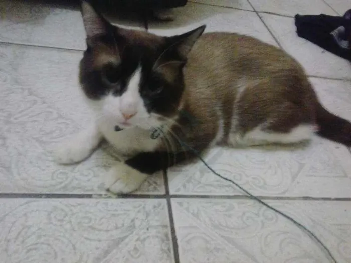 Gato ra a Siamês idade 1 ano nome Guri