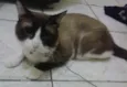 Guri