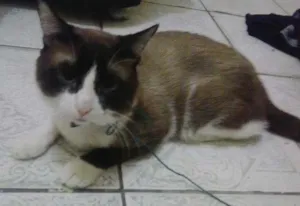 Gato raça Siamês idade 1 ano nome Guri
