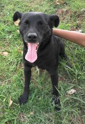 Cachorro raça SRD idade 6 ou mais anos nome bob