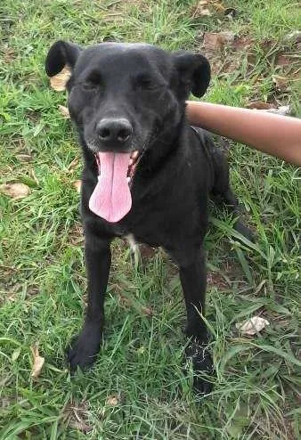 Cachorro ra a SRD idade 6 ou mais anos nome bob