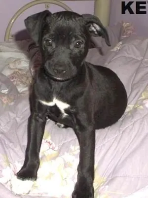 Cachorro raça SRD idade 2 a 6 meses nome Kevin 
