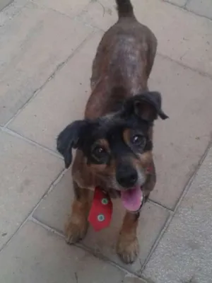 Cachorro raça mesticinho idade 2 anos nome Toy