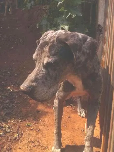 Cachorro ra a Dogue Alemão idade 6 ou mais anos nome GRANDALHÃO