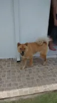 Chow Chow