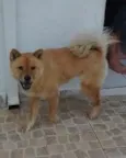Chow Chow