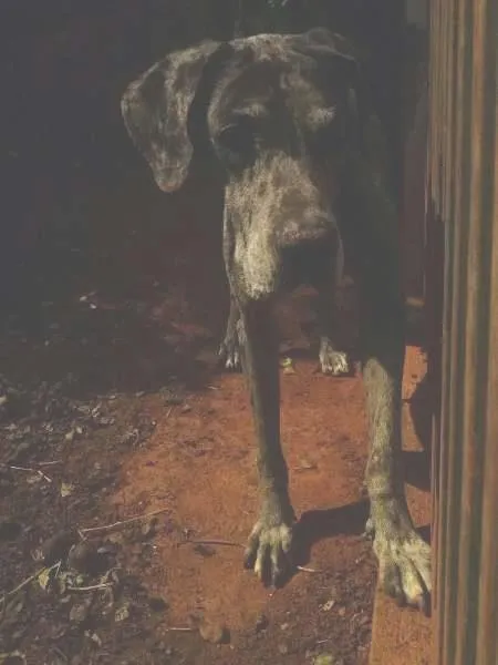 Cachorro ra a Dogue Alemão idade 6 ou mais anos nome GRANDALHÃO