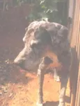 GRANDALHÃO