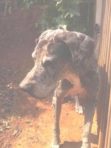 Cachorro ra a Dogue Alemão idade 6 ou mais anos nome GRANDALHÃO