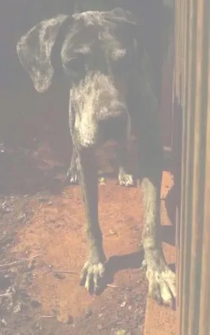 Cachorro raça Dogue Alemão idade 6 ou mais anos nome GRANDALHÃO