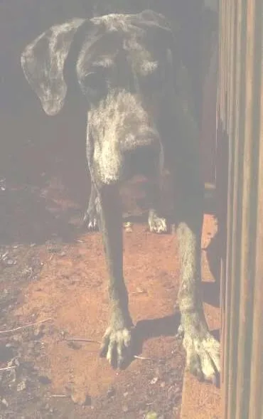 Cachorro ra a Dogue Alemão idade 6 ou mais anos nome GRANDALHÃO