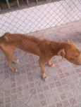 Hachi