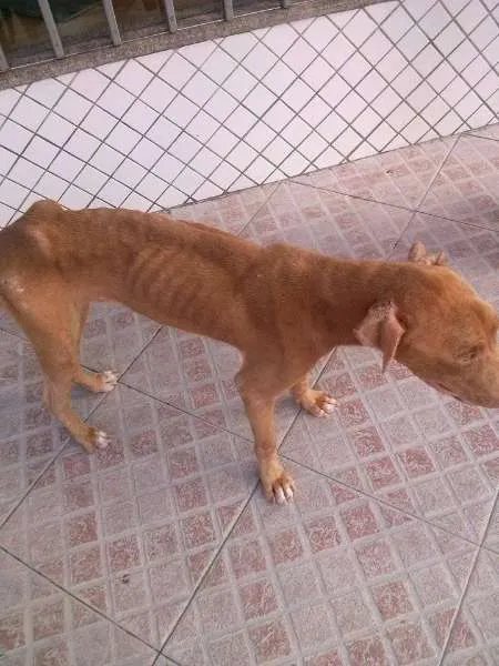Cachorro raça Pit-Bull idade 1 ano nome Hachi