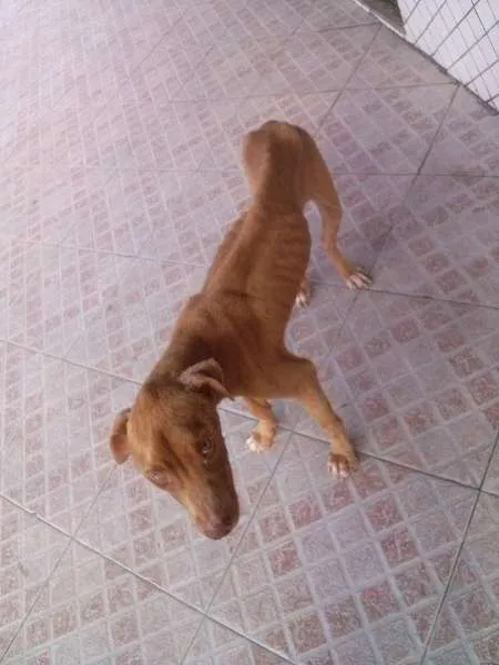 Cachorro raça Pit-Bull idade 1 ano nome Hachi