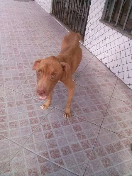 Cachorro raça Pit-Bull idade 1 ano nome Hachi