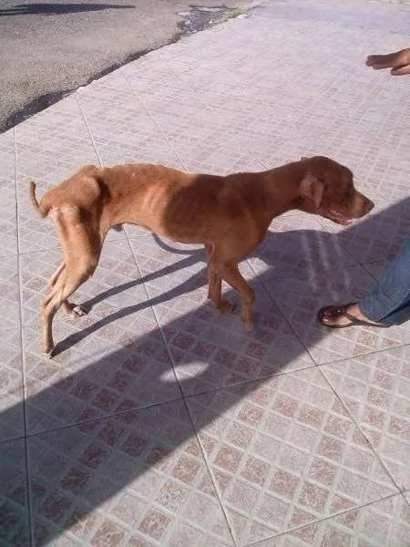 Cachorro raça Pit-Bull idade 1 ano nome Hachi