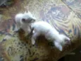 Tico e Teco