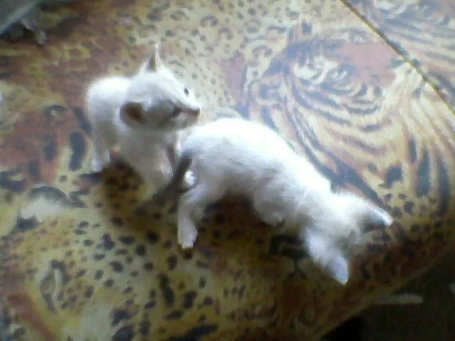 Gato raça SRD idade Abaixo de 2 meses nome Tico e Teco