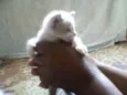 Tico e Teco
