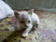 Tico e Teco