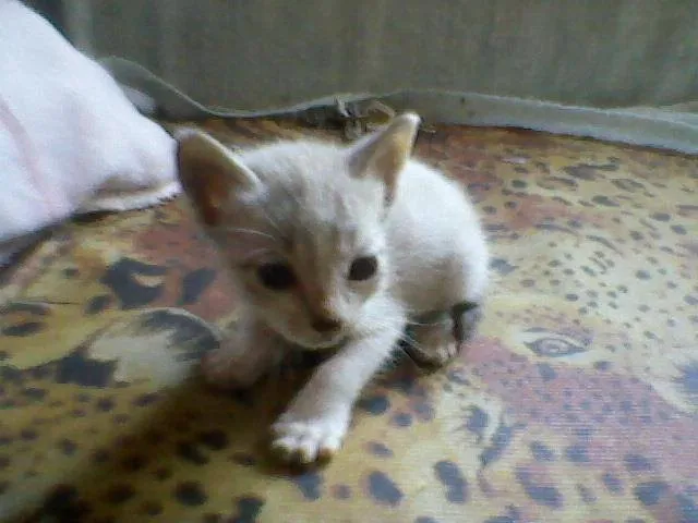 Gato raça SRD idade Abaixo de 2 meses nome Tico e Teco