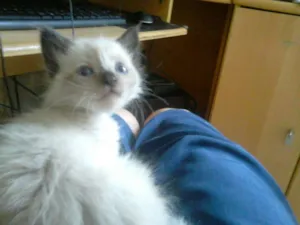 Gato raça SRD idade Abaixo de 2 meses nome Sem nome