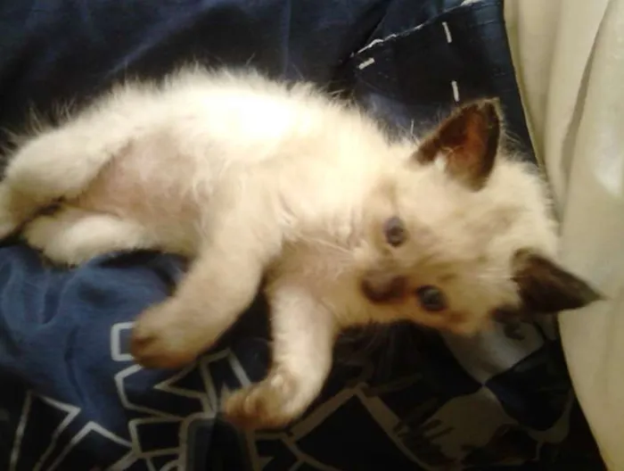 Gato ra a SRD idade Abaixo de 2 meses nome Sem nome
