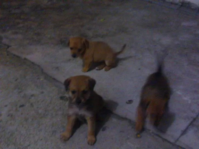 Cachorro ra a vira lata idade Abaixo de 2 meses nome sem nome