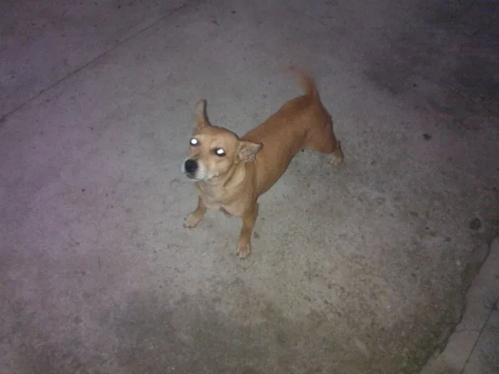 Cachorro ra a vira lata idade 2 anos nome não tem
