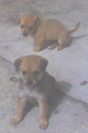Cachorro raça vira lata idade Abaixo de 2 meses nome sem nome