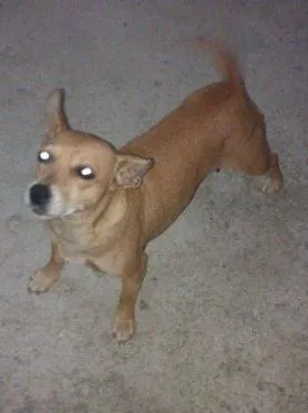 Cachorro raça vira lata idade 2 anos nome não tem