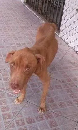 Cachorro raça Pit-Bull idade 1 ano nome Hachi