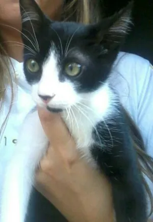 Gato raça srd idade 2 a 6 meses nome Cisco