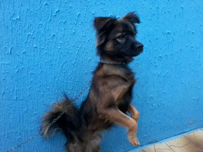 Cachorro ra a SRD idade 3 anos nome Bilu